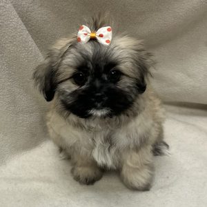 Female Shiranian (Shih Tzu x Pomeranian) Born: 2/3/26 $1899.99 USDA# 47-B-0126