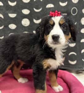 Female Bernese Mountain Dog  Born: 9/5/24  $2499.99  USDA# 48-A-0366