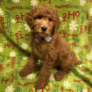 Male Poodle      (Moyen x Standard)  Born 9/12/25  $1699.99  USDA #48-A-0366