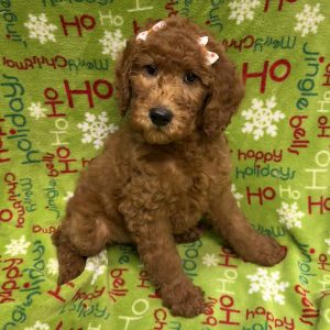 Female Poodle      (Moyen x Standard)  Born 9/12/25  $1699.99  USDA #48-A-0366