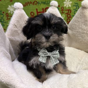 Male Malshipoo  Born 9/2/25  $1599.99  USDA #48-A-0366