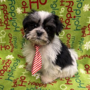 Male Malshipoo  Born 9/2/25  $1599.99  USDA #48-A-0366