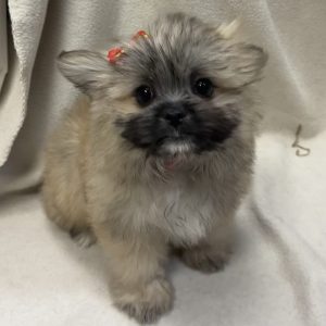 Female Shiranian (Shih Tzu x Pomeranian) Born: 2/3/26 $2099.99 USDA# 47-B-0126