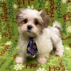 Male Malshipoo  Born 9/2/25  $1699.99  USDA #48-A-0366