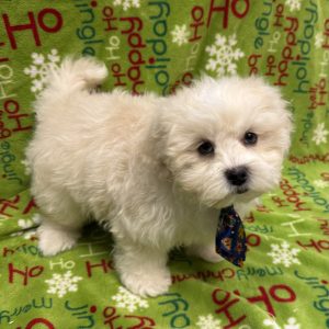 Male Malshipoo  Born 9/19/25  $1699.99  USDA #48-A-0366