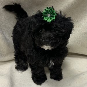 Female Havapoo (Havanese x Poodle) Born: 2/7/26 $1899.99 USDA# 47-B-0126