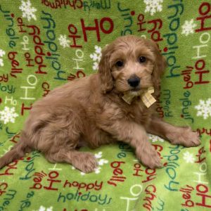 Male F1B Goldendoodle (Moyen)  Born 9/21/25  $1699.99  USDA #48-A-0366