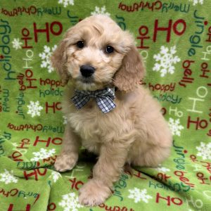 Male F1B Goldendoodle (Moyen)  Born 9/21/25  $1599.99  USDA #48-A-0366