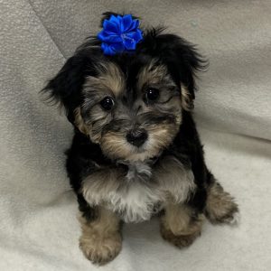 Female Morkiepoo (Maltese/Yorkie x Poodle) Born: 2/14/26 $2199.99 USDA# 47-B-0126