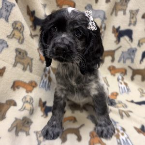 Female Cocker Spaniel Born: 8/3/26 SALE! Originally: $2099.99 - $200 Now: $1899.99! USDA# 47-B-0126