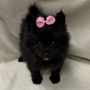 Female Pomeranian Born: 1/21/26 $2499.99 USDA# 47-B-0126