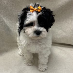 Female Morkiepoo (Maltese/Yorkie x Poodle) Born: 2/14/26 $2299.99 USDA# 47-B-0126