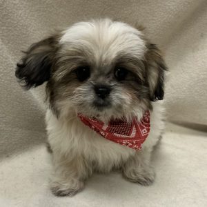 Male Shiranian (Shih Tzu x Pomeranian) Born: 2/3/26 $1899.99 USDA# 47-B-0126