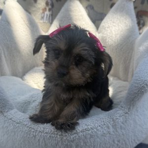 Female Morkie (Maltese x Yorkie) Born: 5/28/26 $2199.99 USDA# 48-A-2193 