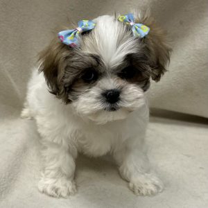 Female Malshi (Maltese x Shih Tzu) Born: 2/12/26 $2199.99 USDA# 47-B-0126