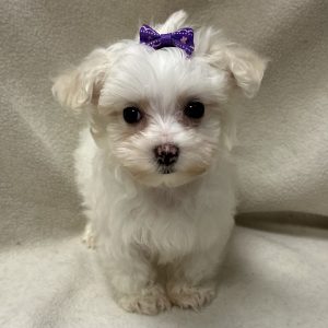 Female Maltipoo (Maltese x Poodle) Born: 2/7/26 $2199.99 USDA# 47-B-0126