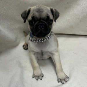 Male Pug Born: 2/10/26 $2499.99 USDA# 47-B-0117