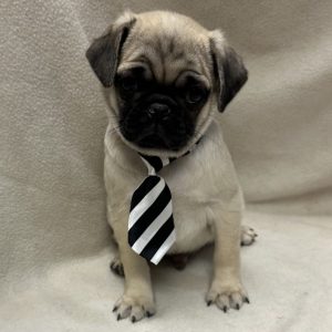 Male Pug Born: 2/10/26 $2499.99 USDA# 47-B-0117
