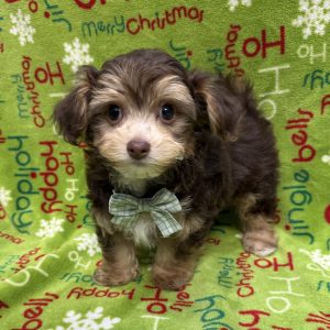Male YoChon (Yorkie x Bichon Frise)  Born 9/22/25  $1899.99  USDA #85-A-0077