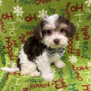 Male YoChon (Yorkie x Bichon Frise)  Born 9/22/25  $1799.99  USDA #85-A-0077