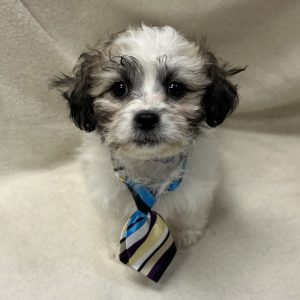 Male Shichon (Shih Tzu x Bichon) Born: 2/8/26 $1799.99 USDA# 47-B-0117