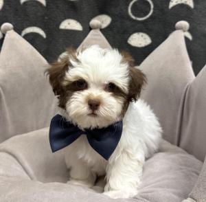 Male Havashu (Havanese x Shih Tzu)  Born: 9/6/24  $1799.99  USDA# 47-B-0126