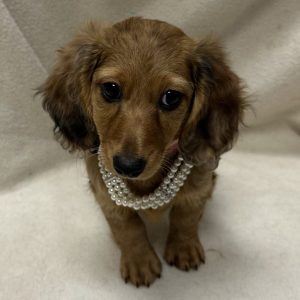 Female Dachshund Born: 2/2/26 $2699.99 USDA# 47-B-0117