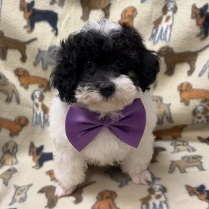 Male Mini Poodle Born: 8/6/26 $1999.99 USDA# 47-B-0126