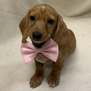 Male Dachshund Born: 2/2/26 $2499.99 USDA# 47-B-0117