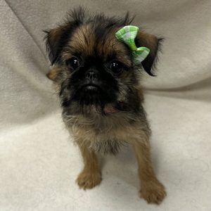 Female Brussels Griffon Born: 2/1/26 $2299.99 USDA# 48-A-2193