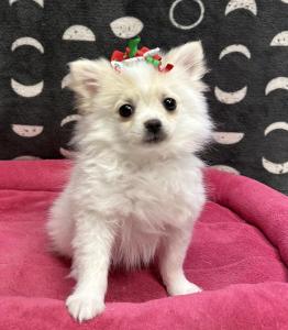 Female Pomeranian  Born: 8/28/24  $2499.99  USDA# 47-B-0126