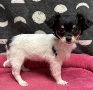 Female Chihuahua  Born: 8/25/24  $1999.99  USDA# 47-B-0126 