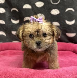 Female Yorkie x Shih Tzu  Born: 9/8/24  $1999.99  USDA# 47-B-0126