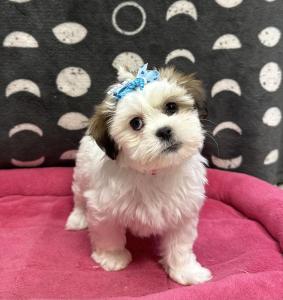 Female Havashu (Havanese x Shih Tzu)  Born: 9/6/24  $1699.99  USDA# 47-B-0126