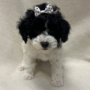 Female Mini Poodle Born: 2/22/26 $2299.99 USDA# 48-A-0366