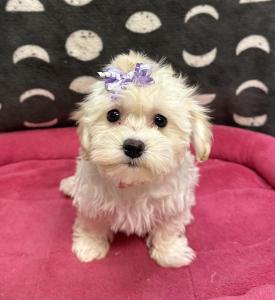 Female Havachon (Havanese x Bichon)  Born: 9/6/24  $1799.99USDA# 47-B-0126