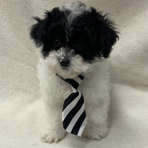 Male Poodle Born: 2/22/26 $2499.99 USDA# 48-A-0366