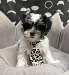 Male Havashire (Havanese x Yorkie)  Born: 9/9/24  $1799.99  USDA# 47-B-0126