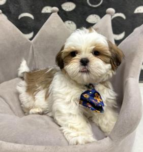 Male Shih Tzu  Born: 9/11/24  $1799.99  USDA# 47-B-0126