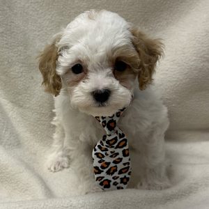 Male Poodle Born: 2/22/26 $2299.99 USDA# 48-A-0366