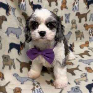 Male Cavachon (Cavalier x Bichon) Born: 8/13/26 $1999.99 USDA# 47-B-0126