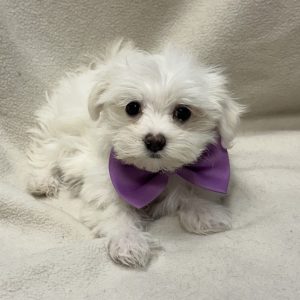 Male Maltese Born: 2/3/26 $2099.99 USDA# 47-B-0126