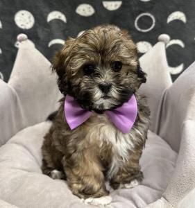 Female Poo-Shi (Poodle x Shih Tzu)  Born: 9/7/24  $1799.99  USDA# 47-B-0126