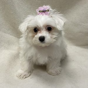 Female Maltese Born: 2/3/26 $2199.99 USDA# 48-A-0366