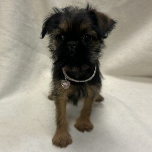 Female Brussels Griffon Born: 2/1/26 $2099.99 USDA# 48-A-2193