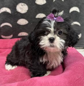 Female Shih Tzu  Born: 9/11/24  $1899.99  USDA# 47-B-0126