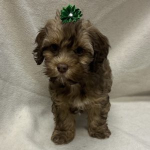 Female Cockapoo (Cocker Spaniel x Poodle) Born: $ USDA# 