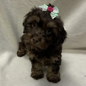 Female Cockapoo (Cocker Spaniel x Poodle) Born: 2/9/26 $1899.99 USDA# 48-A-2193