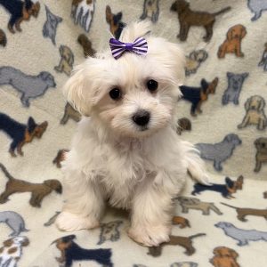 Female Havanese Born: 8/12/26 $1899.99 USDA# 47-B-0126