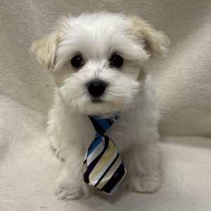 Male Maltese x Havapoo (Havanese/Poodle) Born: 2/2/26 $1799.99 USDA# 48-A-0366